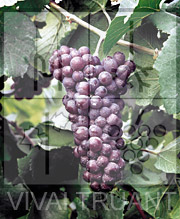 Foto di un grappolo d'uva di Pinot Grigio R6